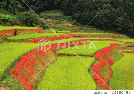 福岡県八女市黒木町大淵の彼岸花の写真素材 福岡県八女市黒木町大淵の彼岸花の写真素材