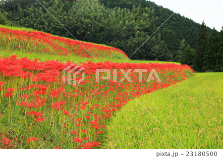 福岡県八女市黒木町大淵の彼岸花 23180500