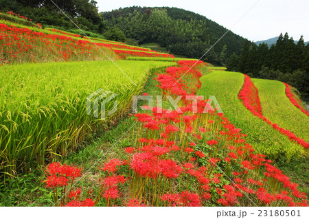 福岡県八女市黒木町大淵の彼岸花 福岡県八女市黒木町大淵の彼岸花 23180501