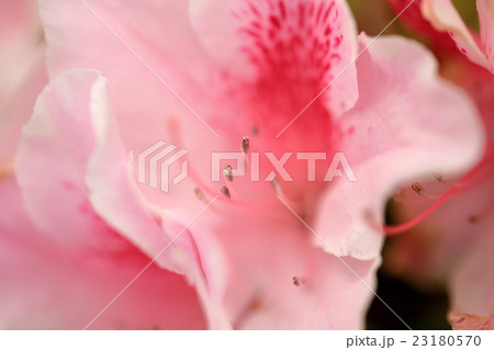 つつじ つつじ 23180570