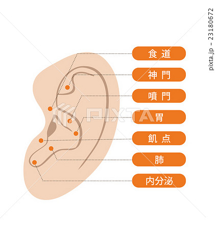 耳つぼダイエット 肌色のイラスト素材