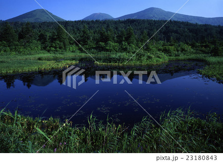 睡蓮沼盛夏 睡蓮沼盛夏 23180843