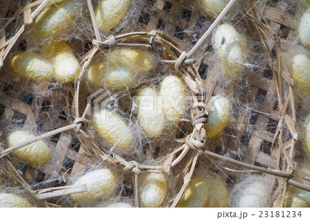 Group of silk worm cocoons nests color yellow 23181234