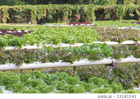 Green cos lettuce 23181241