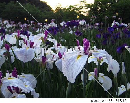 夕暮れ時の五十公野公園あやめ園 23181312