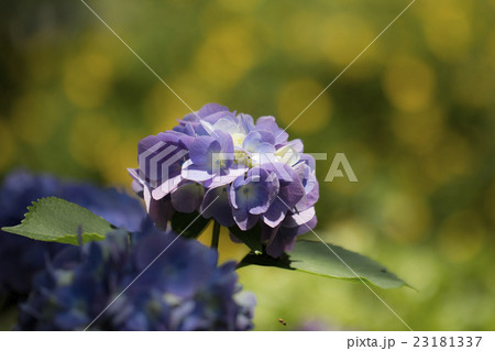 紫陽花 紫陽花 23181337