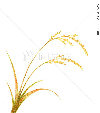 稲穂のイラスト素材