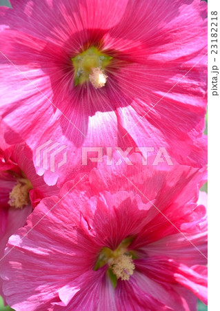タチアオイの華やかな花の写真素材