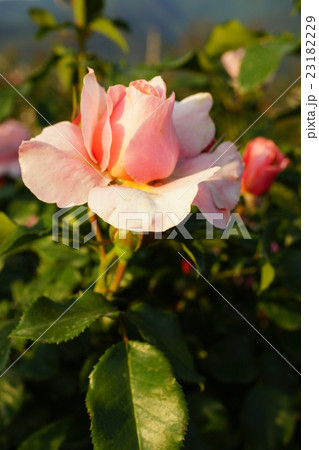 薔薇（ウーメロ ）さかき千曲川バラ公園 23182229