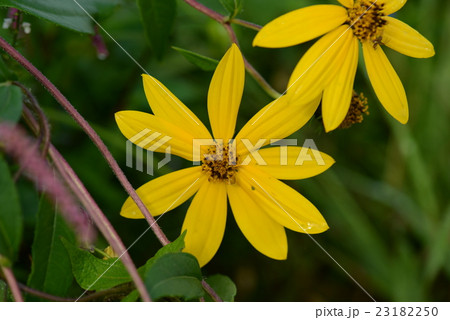 キクイモ花のアップ 23182250