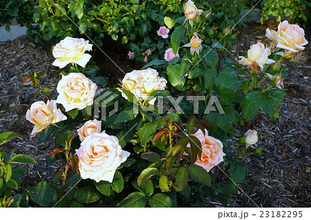 薔薇（夢）さかき千曲川バラ公園 23182295