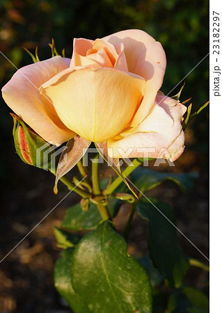 薔薇（夢）さかき千曲川バラ公園 23182297