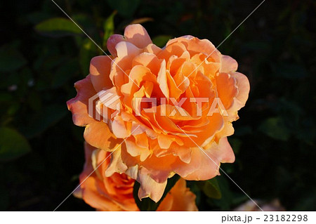 薔薇(夢)さかき千曲川バラ公園 薔薇(夢)さかき千曲川バラ公園 23182298