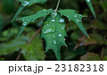 葉の雨雫 23182318