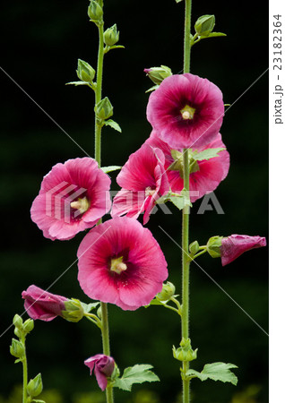 赤い立葵 23182364