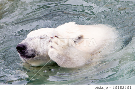 Funny close-up of a polarbear (icebear) Funny close-up of a polarbear (icebear) 23182531