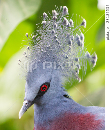 Victoria Crowned bird (Goura victoria) 23182532