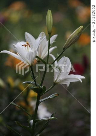ユリ畑の白ユリ ユリ畑の白ユリ 23182652