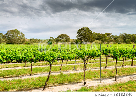 Grape vines in Barossa 23182840