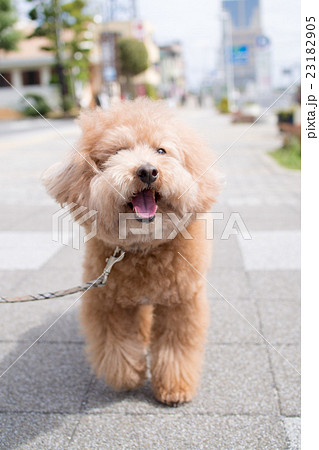 笑う犬 トイプードルの写真素材