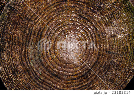 Wood texture of cutted tree trunk. Wood texture of cutted tree trunk. 23183814