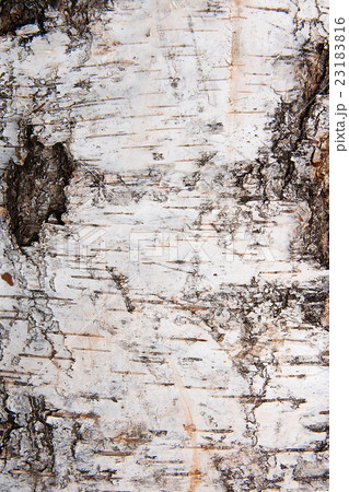 Birch bark texture as abstract background 23183816