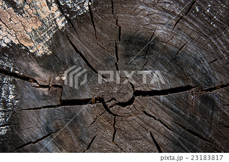Wood texture of cutted tree trunk. Moss and fungus 23183817