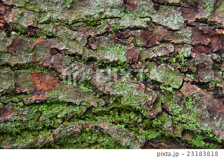 Bark with moss and fungus as background texture 23183818