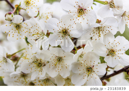 Blooming cherry 23183839