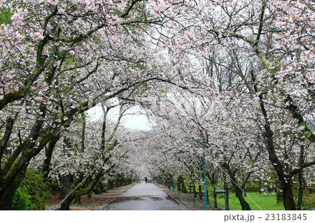 鏡野公園の桜並木 23183845