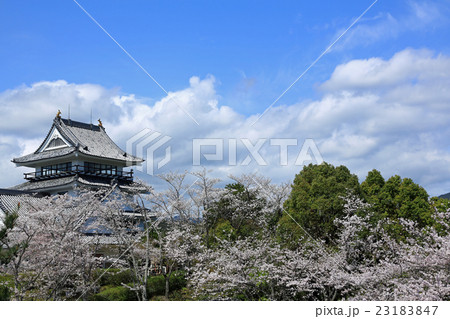 日和佐城の桜 日和佐城の桜 23183847