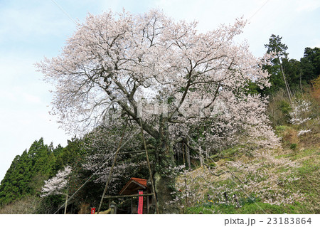 岩井畝の桜 岩井畝の桜 23183864