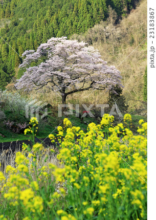 真庭市郊外の桜 23183867
