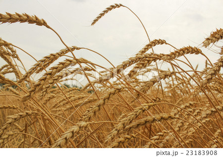Ears of wheat 23183908