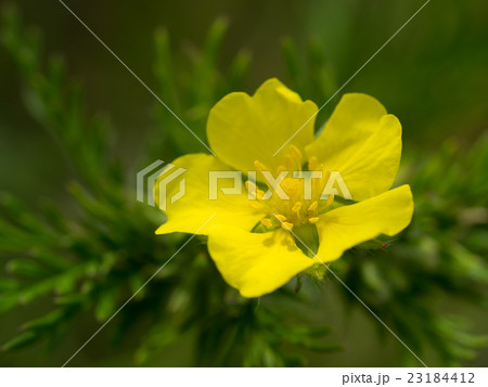 初夏の河原のカワラサイコ 23184412