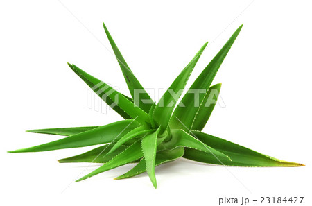 Aloe vera plant isolated on white 23184427