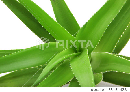 Aloe vera plant isolated on white 23184428