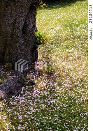 花筵 花筵 23184518