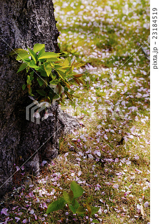 花筵 花筵 23184519