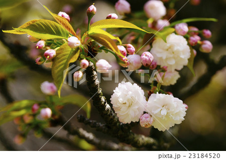 八重桜 23184520