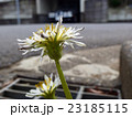 U字溝の格子蓋から生えたシロバナタンポポ 23185115