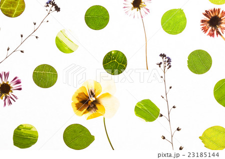 nature background 23185144