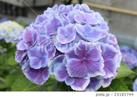 梅雨時を彩るアジサイ 梅雨時を彩るアジサイ 23185744