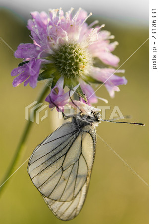 white butterfly Aporia crataegi white butterfly Aporia crataegi 23186331