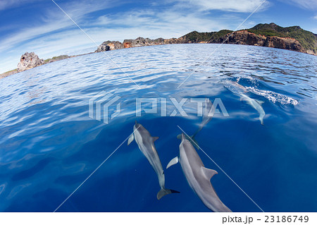 小笠原の凪の海を泳ぐハシナガイルカ 小笠原の凪の海を泳ぐハシナガイルカ 23186749