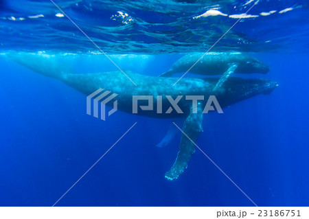 ザトウクジラの親子 23186751