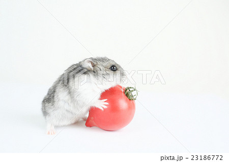 Hamster tomato hotsell