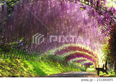 油絵 絵画 【藤のトンネル】 油絵 絵画【藤のトンネル】 - HR | minne 国内最大級の
