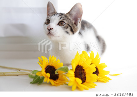 子猫とひまわり 子猫とひまわり 23187493