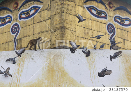 Stupa Swayambhunath Monkey temple,Kathmandu,Nepal. 23187570